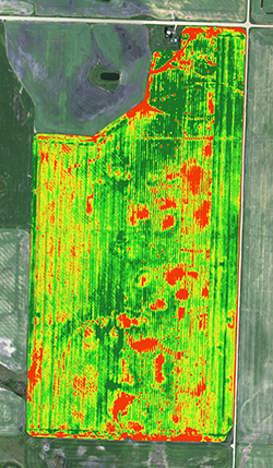 NDVI2