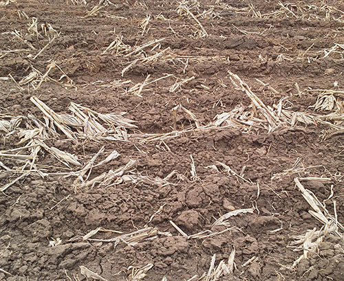 Corn stalks left as residue.